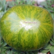 Tomate Green Zebra (Samen)