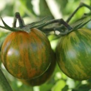 Tomate Green Zebra Cherry (Samen)