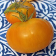 Tomate Gwendolin (Samen)