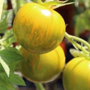 Tomate Handorp Green (Samen)