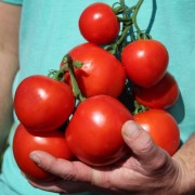 Tomate Heinz 1370 (Samen)