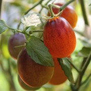 Tomate Indigo Kumquat (Pflanze)