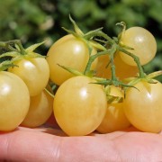 Tomate Ivory Drops (Pflanze)