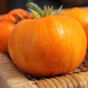 Tomate Janet's Jacinthe Jewel (Samen)