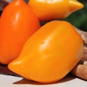 Tomate Jaune des Andes (Samen)