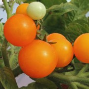 Tomate Jochalos (Zwergtomate) (Samen)