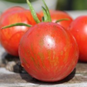 Tomate Joie de Vivre (Samen)