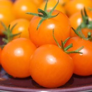 Tomate Katinka (Samen)