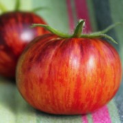 Tomate Königin der Nacht (Samen)