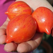 Tomate Kozula 133 (Samen)