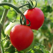 Tomate Maiglöckchen (Brin de Muguet) (Samen)