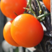 Tomate Mandarin (Samen)