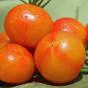 Tomate Marizol Magic (Samen)