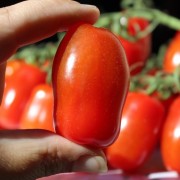Tomate San Marzano Nano (Buschtomate) (Samen)