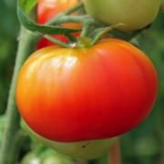 Tomate Moskowsky Ultaskorospely (Samen)