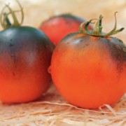 Tomate Orange Bleu  (Samen)