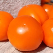 Tomate Queen Orange (Pflanze)