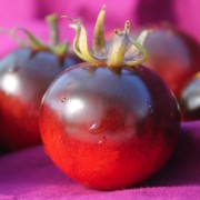 Tomate OSU Blue (Samen)