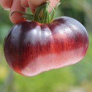 Tomate Ozark Sunset (Samen)