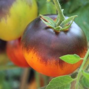 Tomate King Blue (P20 x BK) (Samen)