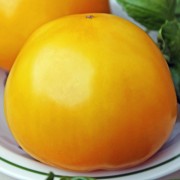 Tomate Piemontesische Riesen (Samen)