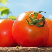 Tomate Pineapple Fog (Samen)