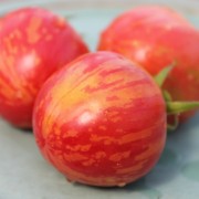 Tomate Pink Vernissage (Pflanze)