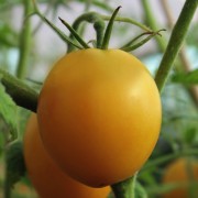 Tomate Powers Heirloom (Samen)