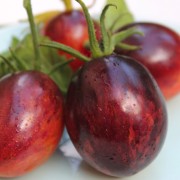 Tomate Purple Dragon  (Samen)