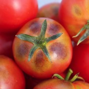 Tomate Purple Rosé Smudge (Samen)