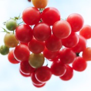 Tomate Rose Quartz Multiflora (Samen)