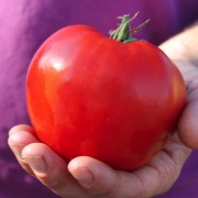 Tomate Rostova (Samen)