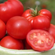 Tomate Rotkäppchen (Buschtomate) (Samen)
