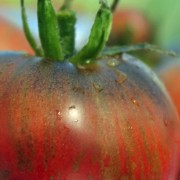 Tomate Russian Cossak (Samen)