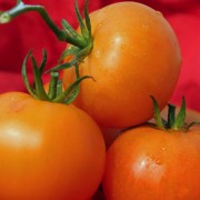 Tomate Russian Persimon (Samen)