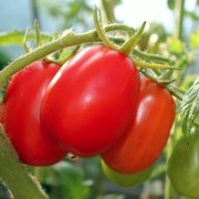 Tomate Sacharnaja Sliva (Zuckerpflaume) (Samen)