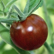 Tomate Schokoladenperle (Samen)