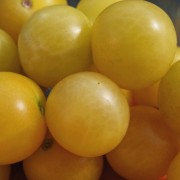 Tomate Snow White (Samen)