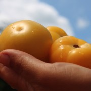 Tomate Sonnengold (Samen)