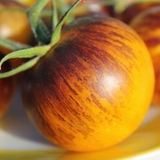 Tomate Stripes of Yore (Samen)