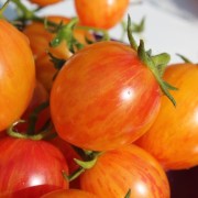 Tomate Sunrise Bumblebee (Samen)