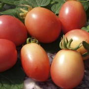 Tomate Thai Pink Egg