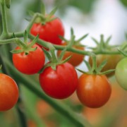 Tomate World's Smallest (Samen)