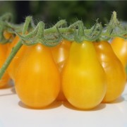 Tomate Yellow Pear  (Samen)