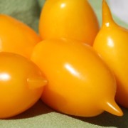 Tomate Zolotaya Kanareyka (Samen)