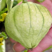 Tomatillo Gigante