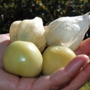 Tomatillo Große Gelbe Süße (Samen)
