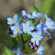 Vergissmeinnicht (Samen)