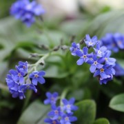 Vergissmeinnicht Indigo (Samen)