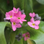 Vergissmeinnicht Victoria Rose (Samen)